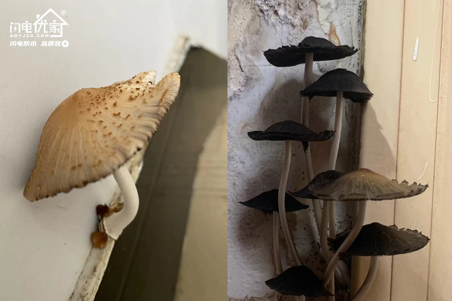 卫生间漏水导致的长蘑菇